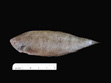 Symphurus plagiusa, blackcheek tonguefish, SEAMAP collections